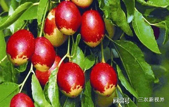 发财的种植方法_发财致富种植_发财致富经