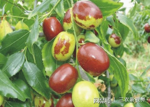 发财的种植方法_发财致富经_发财致富种植