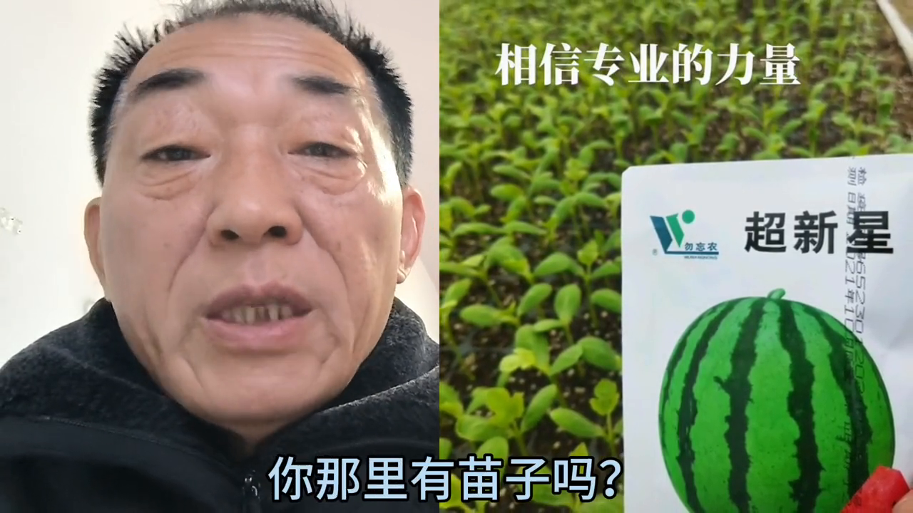 甜瓜早春茬栽培技术_早春甜瓜种植技术视频_早春甜瓜苗期温度管理