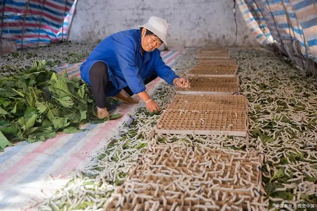 养殖蝉蛹的周期要多久_蝉蛹的养殖方法养殖与管理_蝉蛹的养殖技术