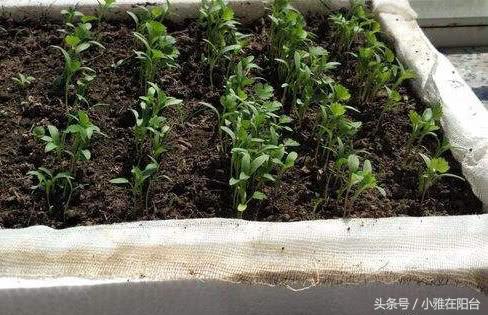 香菜种植新技术_香菜种植技术视频_香菜种植技术新闻