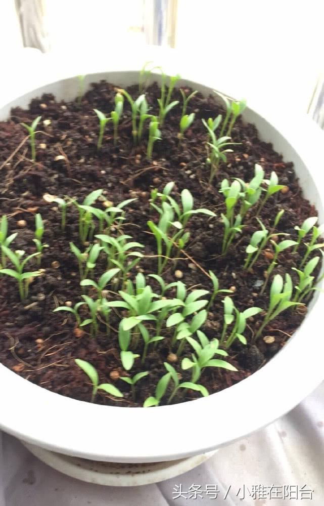 香菜种植技术视频_香菜种植新技术_香菜种植技术新闻