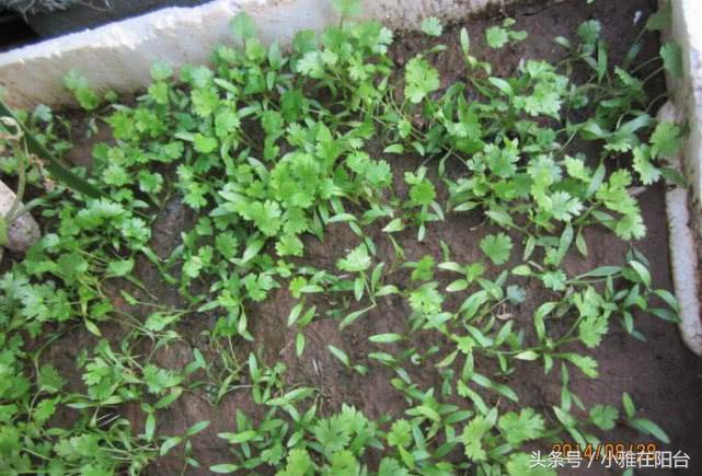 香菜种植技术新闻_香菜种植新技术_香菜种植技术视频