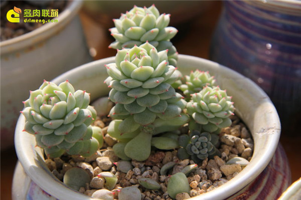 养多肉致富_多肉植物种植视频致富经_致富经多肉种植视频