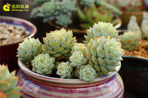 致富经多肉种植视频_多肉植物种植视频致富经_养多肉致富