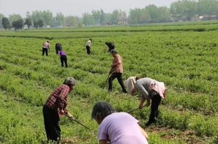 核桃致富经_核桃种植收益怎么样_核桃种植致富技术
