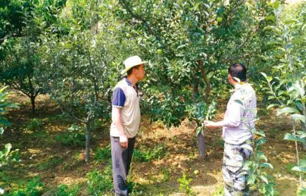 核桃种植致富技术_核桃种植收益怎么样_核桃致富经
