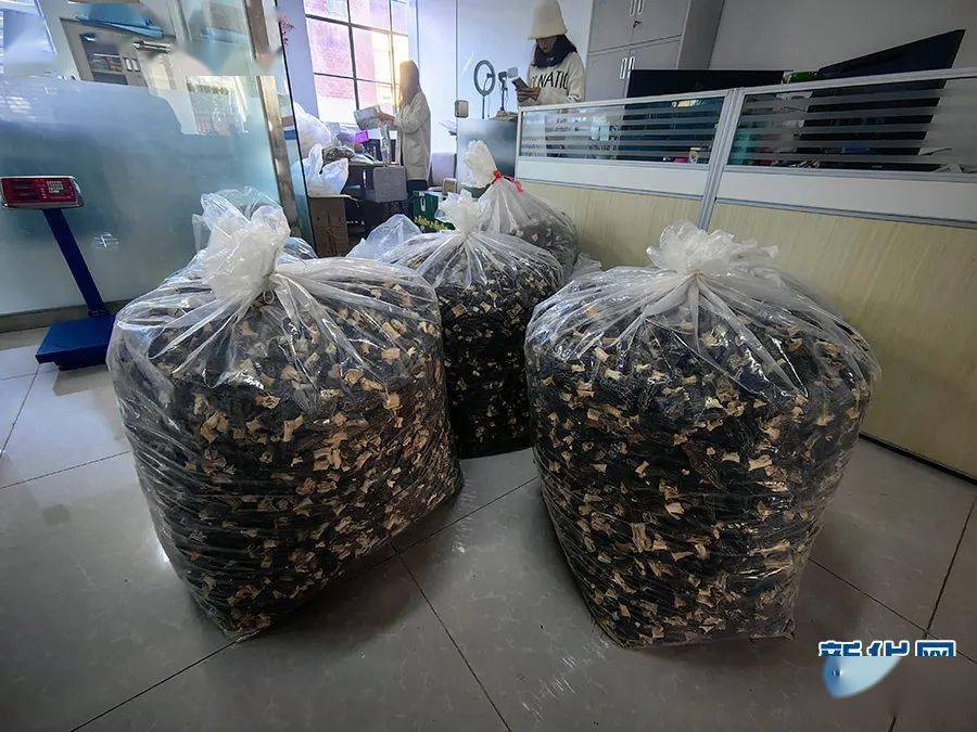 种蘑菇致富能手_致富经蘑菇种植视频2019_种植菇致富