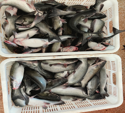 鲮鱼养殖最新技术视频_鳊鱼养殖视频教程_鳊鱼养殖技术视频