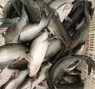 鳊鱼养殖视频教程_鲮鱼养殖最新技术视频_鳊鱼养殖技术视频