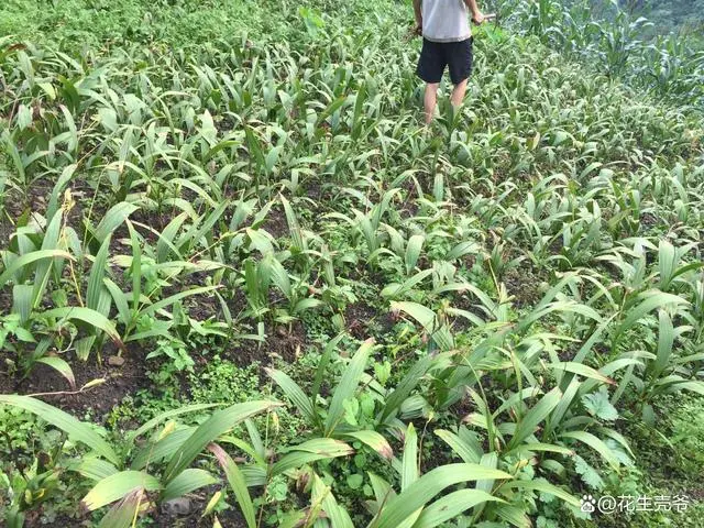 白芨种植骗局及套路_白芨种植致富故事_致富种植故事白芨视频