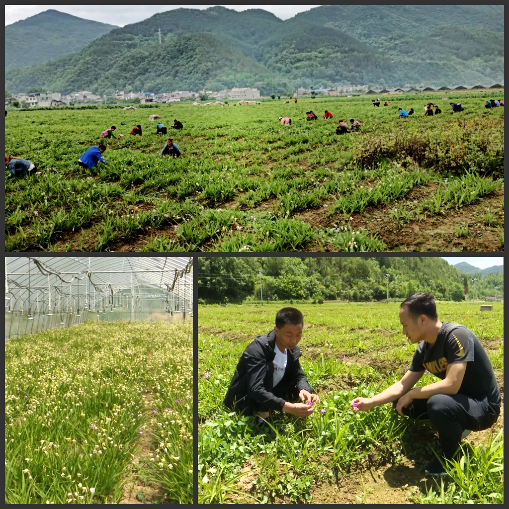种植■陕西镇巴县：白芨花开致富路