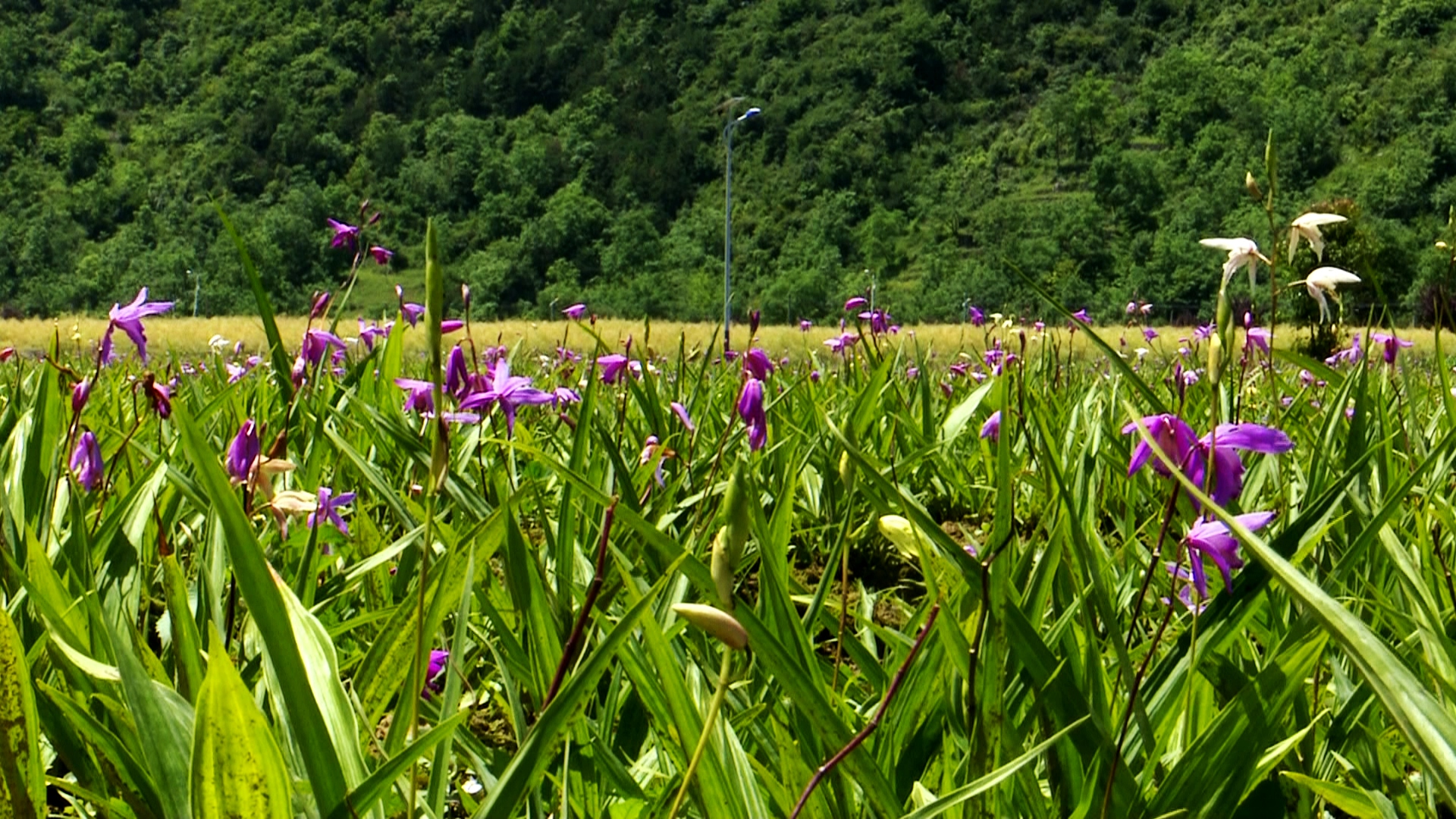种植■陕西镇巴县：白芨花开致富路