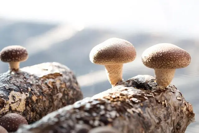 致富经蘑菇种植技术_致富经菌菇种植_种植菇致富