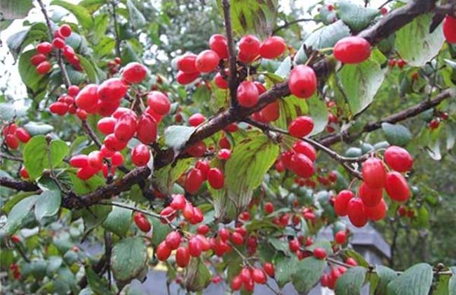 山茱萸病虫害防治技术