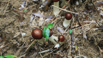 蜜蜂致富养殖视频_蜜蜂养殖效益_致富经蜜蜂养殖