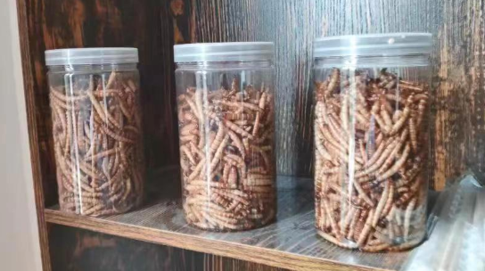 养殖大麦虫效益如何_养殖大麦虫需要多少投资_大麦虫养殖技术