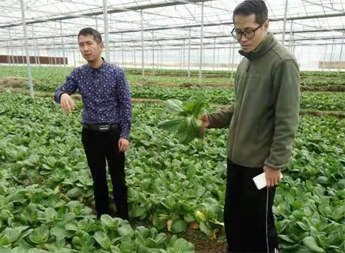 致富种植什么比较赚大钱_种植致富新项目_种植致富典型