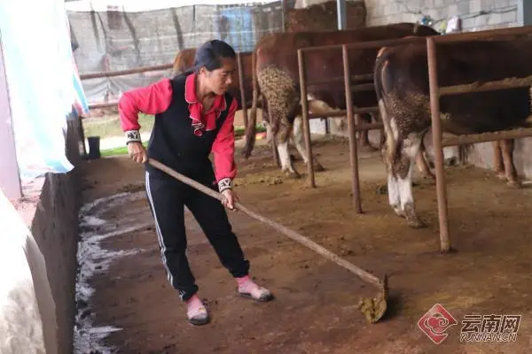 清河区养殖肉牛走上致富路_肉牛养殖场地_肉牛养牛基地