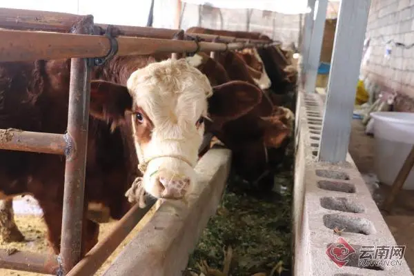清河区养殖肉牛走上致富路_肉牛养殖场地_肉牛养牛基地