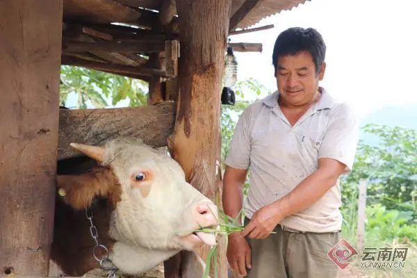 肉牛养牛基地_清河区养殖肉牛走上致富路_肉牛养殖场地