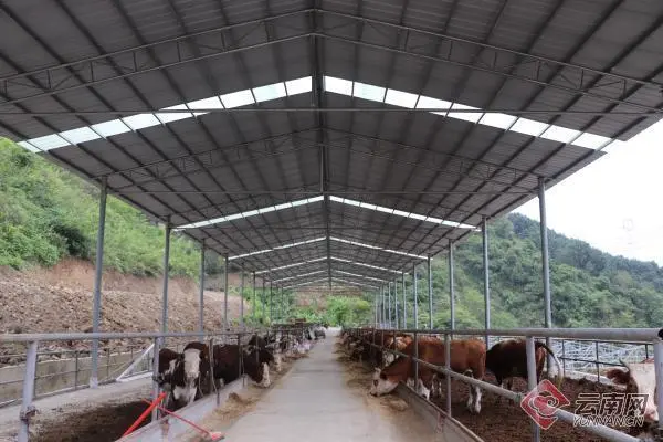 肉牛养牛基地_肉牛养殖场地_清河区养殖肉牛走上致富路