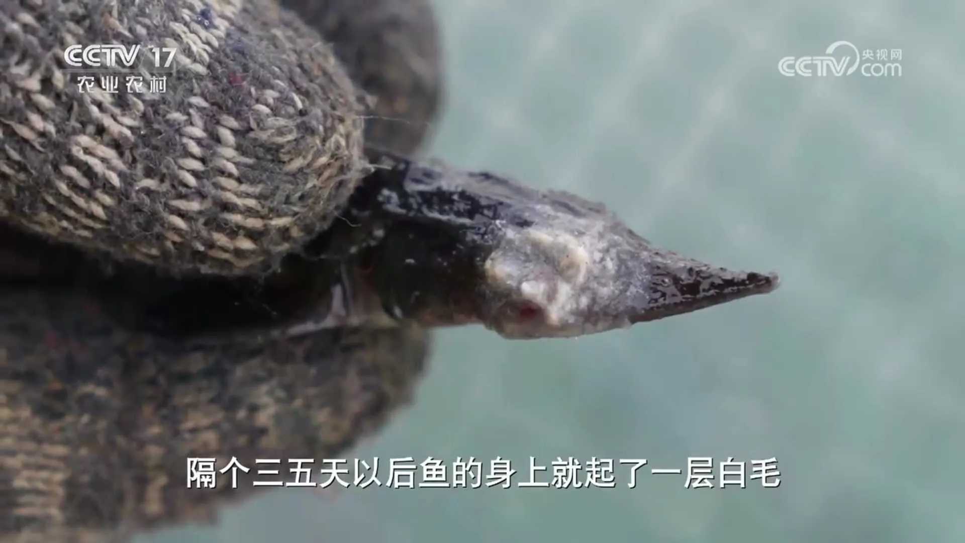 致富养殖投资项目介绍_养殖致富项目一_投资50万养殖致富项目