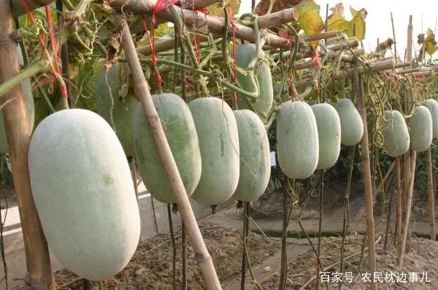 致富种植菜农村图片大全_农村致富菜种植_致富种植菜农村有补贴吗
