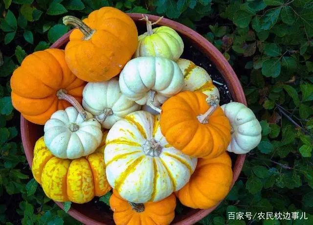 农村致富菜种植_致富种植菜农村图片大全_致富种植菜农村有补贴吗