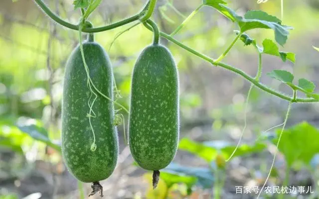 致富种植菜农村有补贴吗_致富种植菜农村图片大全_农村致富菜种植