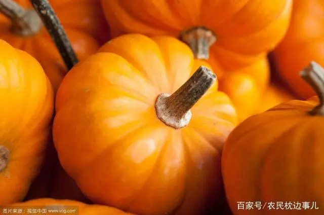 致富种植菜农村图片大全_农村致富菜种植_致富种植菜农村有补贴吗