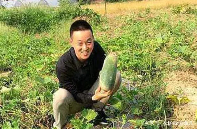 致富种植菜农村图片大全_农村致富菜种植_致富种植菜农村有补贴吗