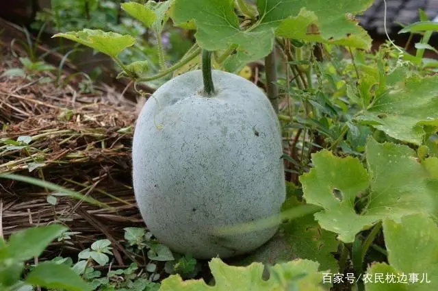 致富种植菜农村有补贴吗_农村致富菜种植_致富种植菜农村图片大全
