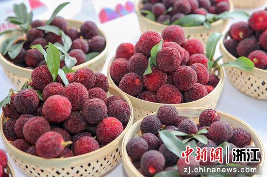 兰溪杨梅  王萍 摄