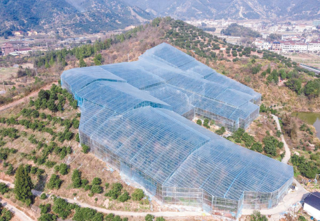 致富种植杨梅怎么样_致富经杨梅种植视频_种植杨梅致富