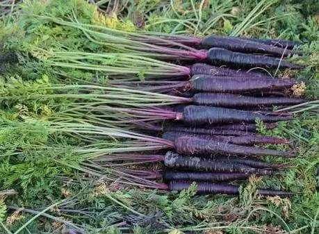 农村致富菜种植_致富种植菜农村有补贴吗_农村种菜致富案例