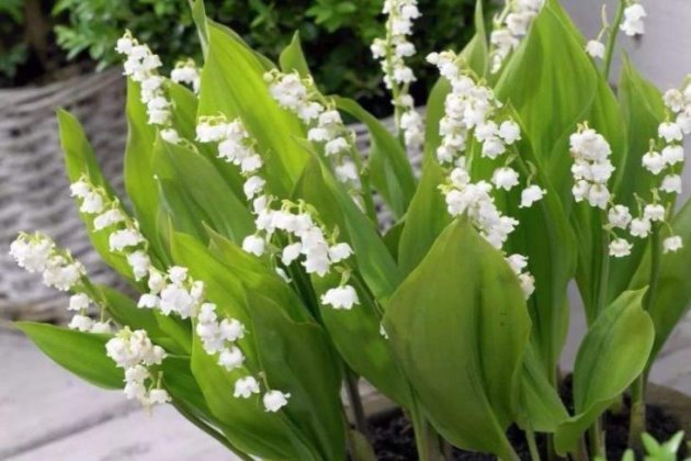 兰花种植最佳季节_兰花几月份种植技术_兰花几月栽