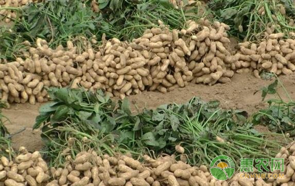 花生优质高产种植栽培管理关键技术详解-图片版权归惠农网所有