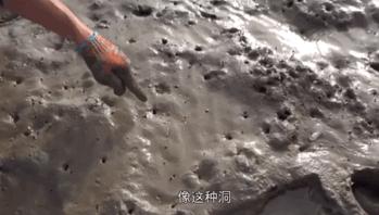 小龙虾混养鱼_致富经鱼龙虾混养视频_龙虾混养技术