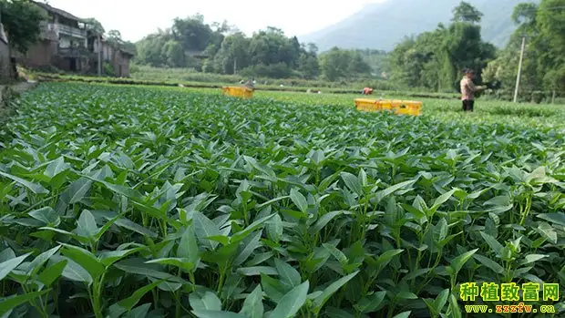 重庆潼南刘繁种植空心菜一亩收入2万元