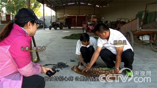 [致富经]改变命运的梅花鹿(20150911)