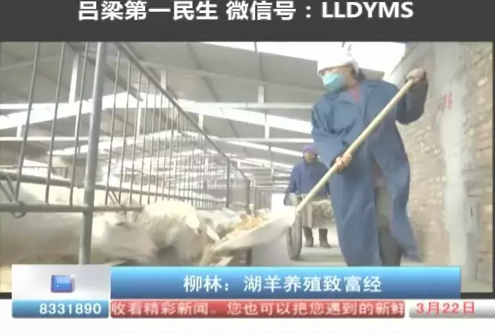 湖羊养殖技术讨论记录_湖羊养殖培训方案_关于湖羊养殖书
