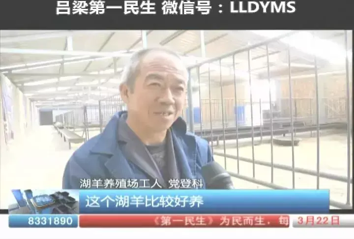 关于湖羊养殖书_湖羊养殖技术讨论记录_湖羊养殖培训方案