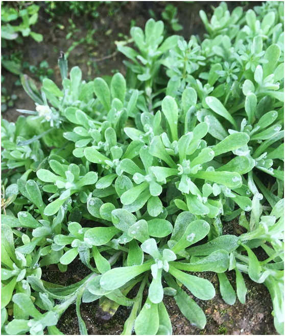 祁阳农村有一种野草叫“清明菜”
