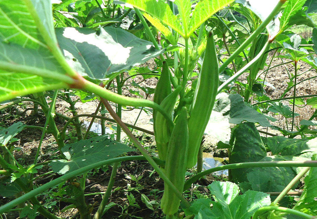 萝卜种植技术大全PPT_大萝卜的种植技术_萝卜种植技术视频