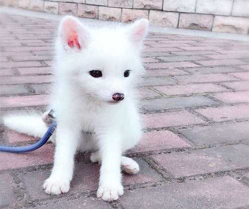 狐的养殖技术_狐狸养殖技术_狐狸养殖户