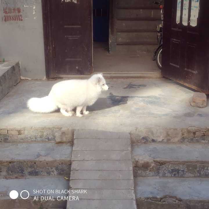 狐狸养殖户_养殖狐狸前景如何_狐的养殖技术
