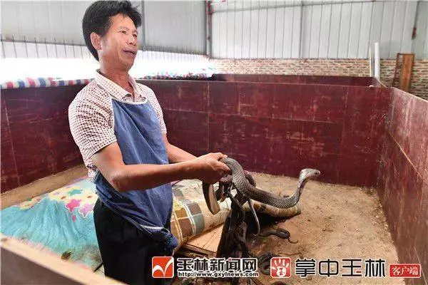 博白养鸡网_博白养殖致富_博白养羊基地