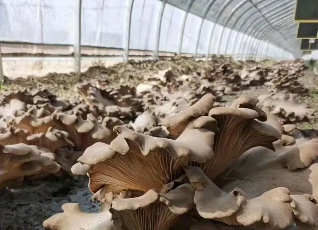 三农致富经种植项目_致富经创业项目三农种植业_三农致富种植技术
