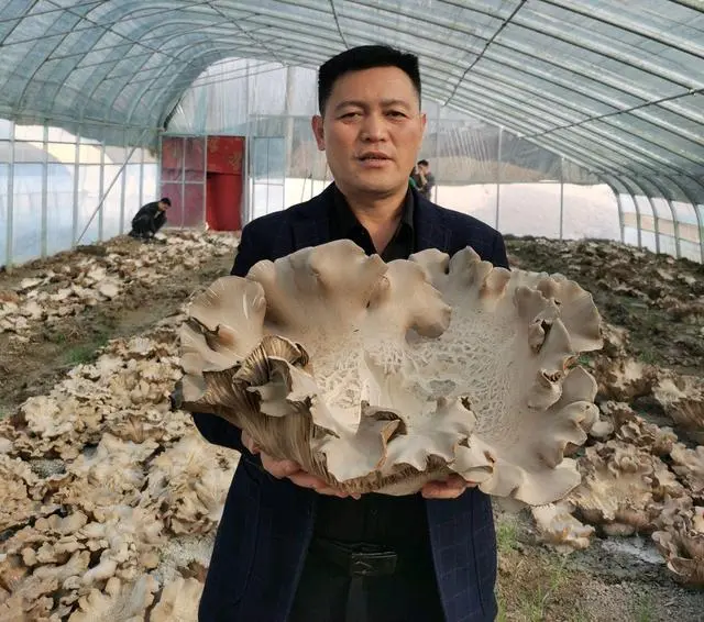 三农致富种植技术_三农致富经种植项目_致富经创业项目三农种植业